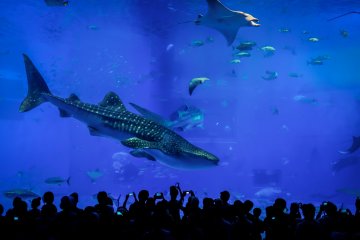 One of three whale sharks that calls the Kuroshio Sea home