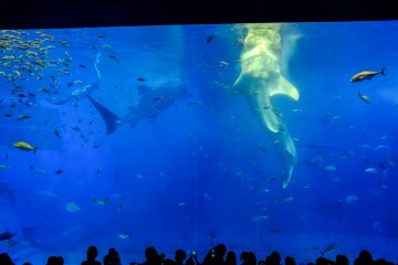 Witnessing whale sharks feeding is truly amazing