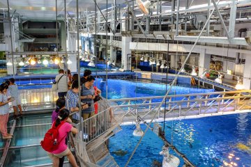 Take a free tour behind the scenes of the Kuroshio Sea tank