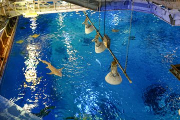 Watch the fish swim beneath your feet in the behind the scenes tour of the Kuroshio Sea