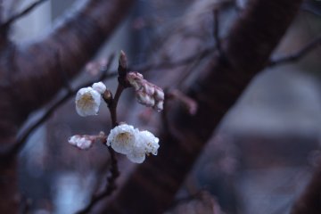 Immaculate first blossoms drenched with cold morning showers. 