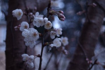 Portrait of a Cherry Tree