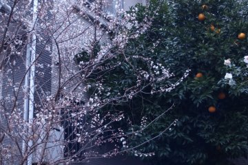 Buds and blossoms, roses and the fully-ripened hassaku oranges exist mutually in the little garden.