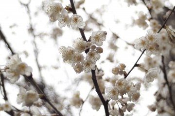  In tears, these blossoms look prettier.