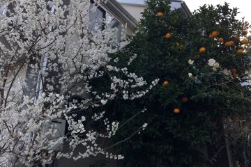Mankai - every bud has turned into a blossom.