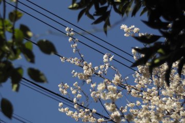 Under the blue Yokohama sky, the blossoms stand out.