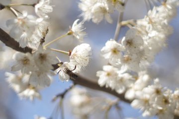 A bee sips the perfumed nectars and pollinates the blossoms.