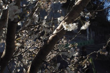 The morning light and shadows watch as the petals start to fall.