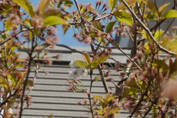 More than two weeks after the first blossoms bloomed, the last ones cling to the bough.