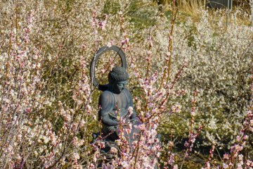 Plum trees and Buddhist temple in Akiruno town