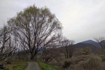 The walking trail 