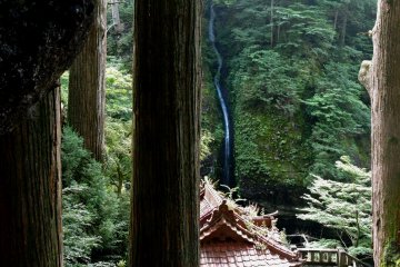 A tall thin waterfall echoes the shape of the tree trunks
