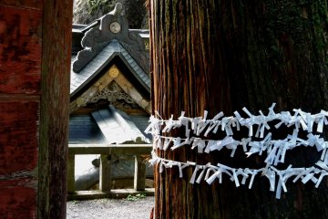 A cedar trunk garlanded with omikuji