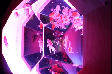NEW EDO KINGYO DISPLAY: Polyhedron dengan bingkai kayu terinspirasi dari Zaman Edo