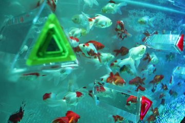 Night Aquarium  2019