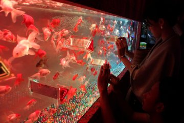 Pencinta fotografi mencoba untuk menangkap keindahan ikan mas dalam kaleidoskop tersebut