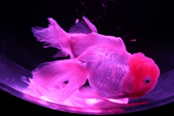 Ikan mas di pameran datang dalam beberapa bentuk dan ukuran yang menampilkan inspirasi artistik