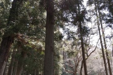 Forest trail  