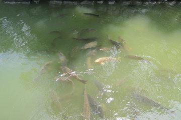 Many koi gather in the moat