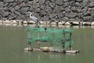 A heron resting by the castle wall