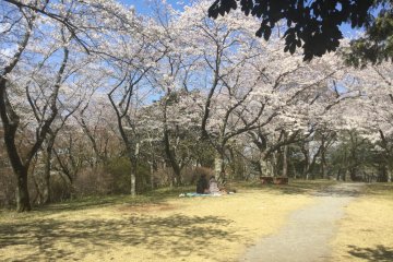 A leisurely afternoon under the cherry blossoms