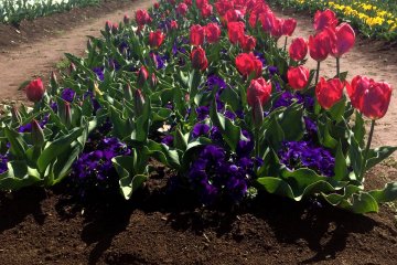 The vast field of tulips in front of the windmill