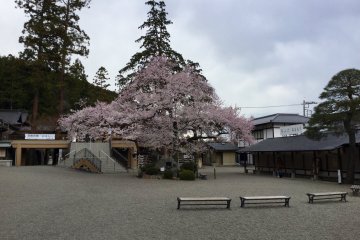 Sakura is best appreciated in stillness and away from crowds.