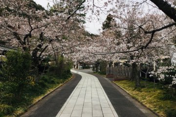Sakura lined walkway towards the shrine.