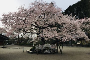 Prayers made more sacred under the blossoms.