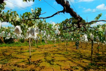 <p>The beautiful rows of Kyoho grapes</p>