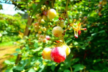 <p>Baby blueberries before turning into their well-known color</p>