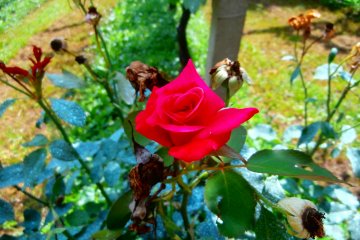 <p>Every garden needs a pop of red</p>