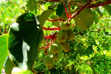 <p>Apparently these are a type of kiwi</p>
