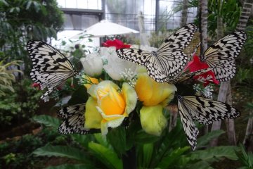 Ryugujo Butterfly Garden
