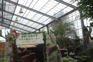 The enclosed area of the Ryugujo Butterfly Garden where the butterflies land on you if you wear the red hats provided
