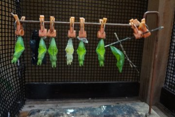 Ryugujo Butterfly Garden is good place to take kids who are learning the lifecycle of a butterfly as they get to see the stages for themselves