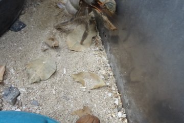 Besides butterflies and caterpillars, there is a small section of hermit crabs which are common on Okinawa