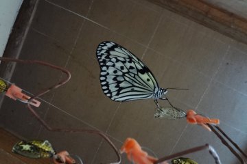 A resting butterfly at the Ryugujo Butterfly Garden
