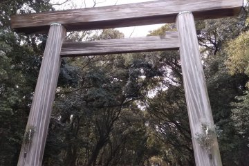Atsuta Jingu's Arboreal Splendor 