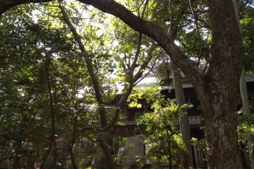 Sacred boulders visible through foliage