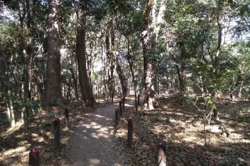Arboreal splendor 