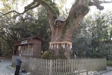 1000 years old Camphor 