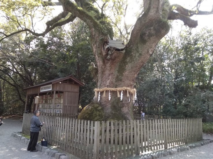 1000 years old Camphor 