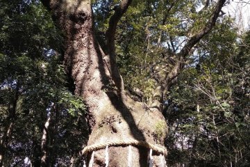 The other Camphor 