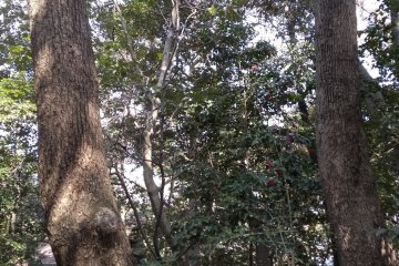 Arboreal splendor