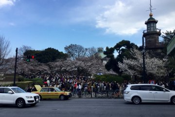 Kitanomaru Park in Spring