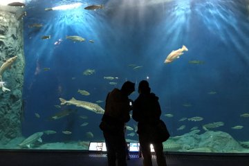 Come face to face with fish from the North Pacific