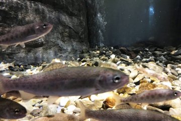 Learn about habits of fish that you have never heard before