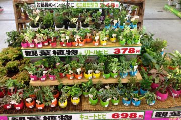 Starter indoor plants are attractively priced and incude a colorful pot