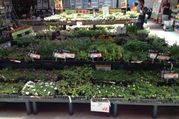 Flowers and ground cover for next to nothing neatly arranged in Make Man's garden center